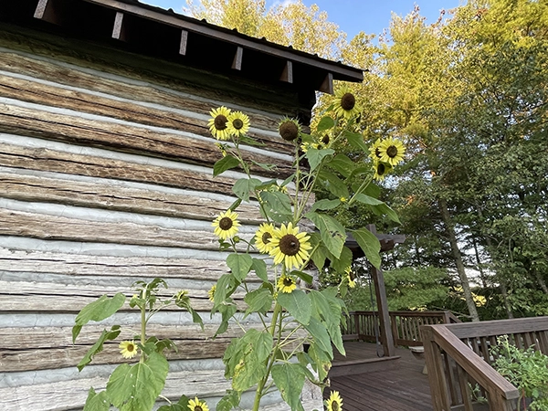 Picture of sunflowers outside of cabin rental in Elkin, NC