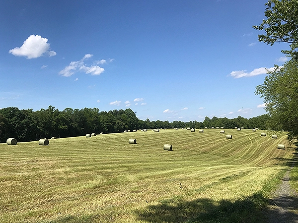 Beautiful field with round hay bales on the drive to a cabin rental in Elkin, NC