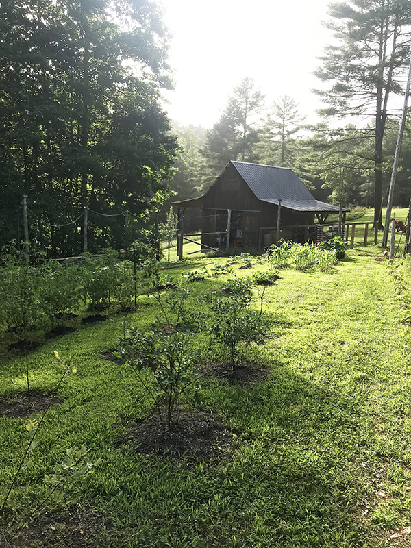 Garden with barn in background on Chestnut Branch Farm cabin rental near Elkin, North Carolina